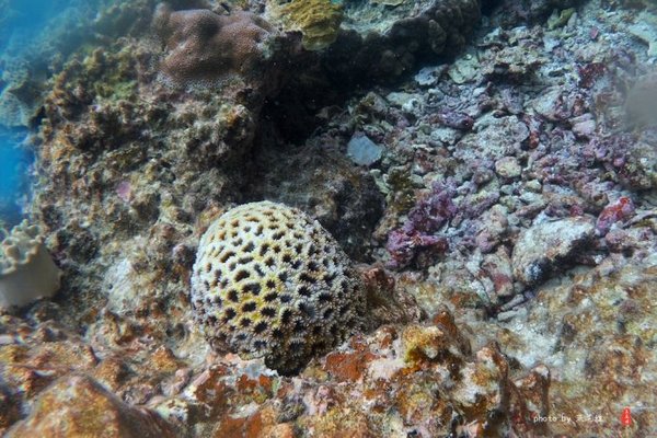 珊瑚海日本,陪你去看海底世界