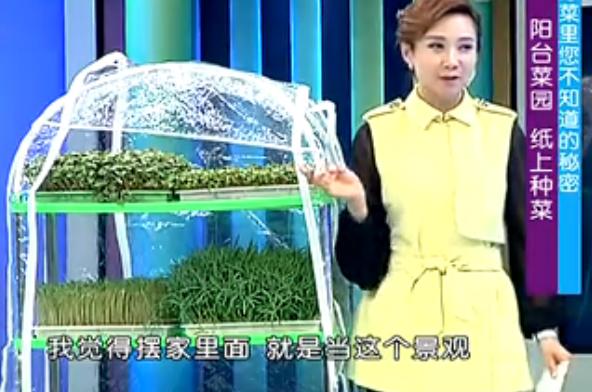 纸上种菜可以种向日葵吗,种菜小窍门两张纸就搞定