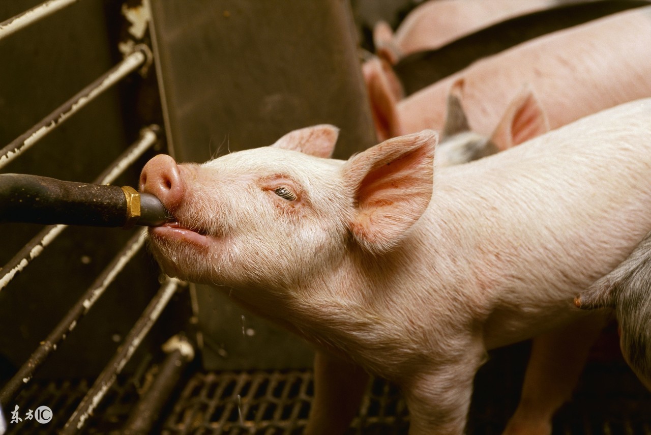 母猪应该养胖点还是瘦点,母猪太胖不怀孕怎么办