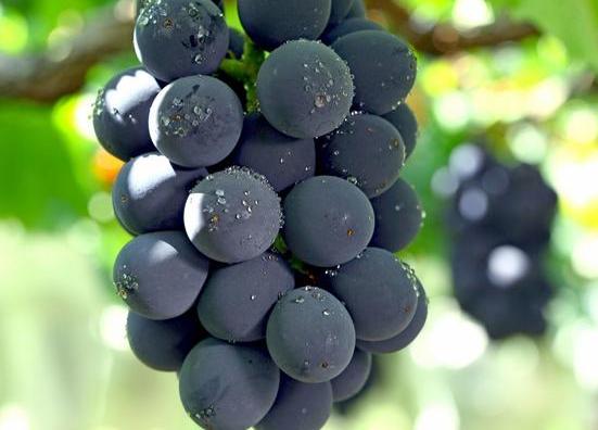 什么铁剂补血效果好,十大补铁食物蔬菜