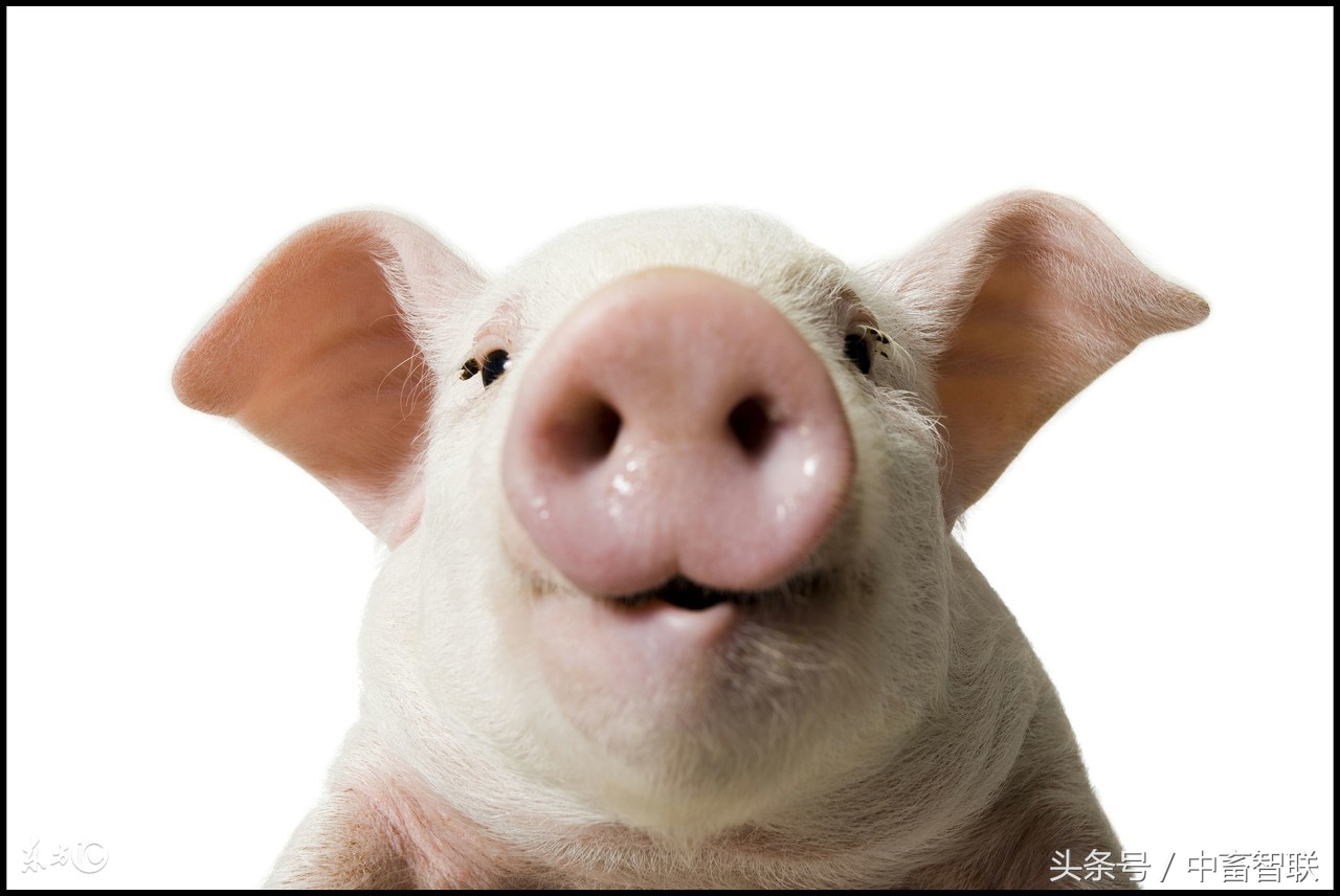 如何防治猪传染性胸膜肺炎？与猪肺疫和猪喘气病的区分在哪？