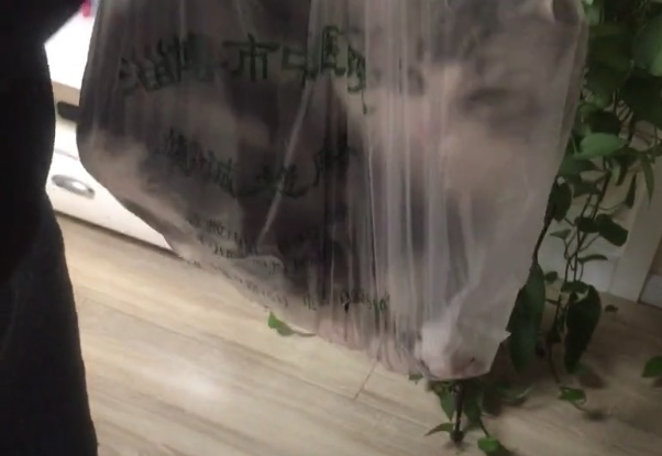 想带宠物猫出行最稳妥的办法,带猫出门的必备攻略