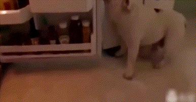 英斗劝退指南,英斗尴尬期和爆头期