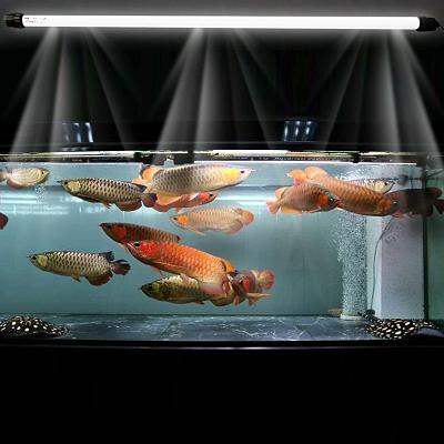 金龙鱼红龙鱼混养灯光颜色及摆放,金龙鱼观赏鱼饲养方法