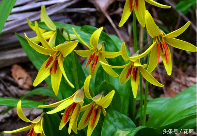 被叫猪牙花,花开却美过蝴蝶兰,而且至少活10年以上!