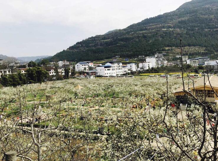 广元哪个城市发展好,广元三个区哪个区发展最好