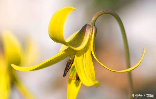 比蝴蝶兰好养活的花,跟蝴蝶兰一样能长期开的花有哪些