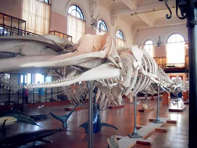 法国纪行—摩纳哥（看看F1赛道，欧洲*场赌**和摩纳哥王妃）