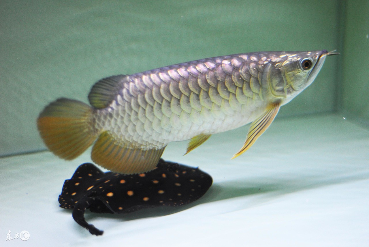 金龙鱼最常见的病是什么病,金龙鱼鳃盖常见病