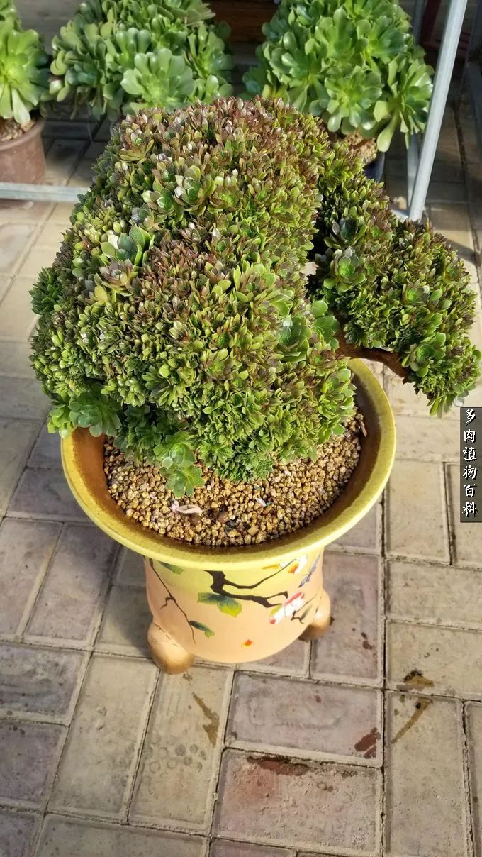 什么元素可以促进多肉生长,多肉修根喷除菌药