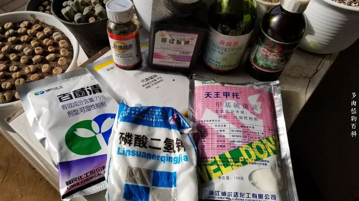 多肉如何养才不损耗杆子的养分,多肉养护修根视频