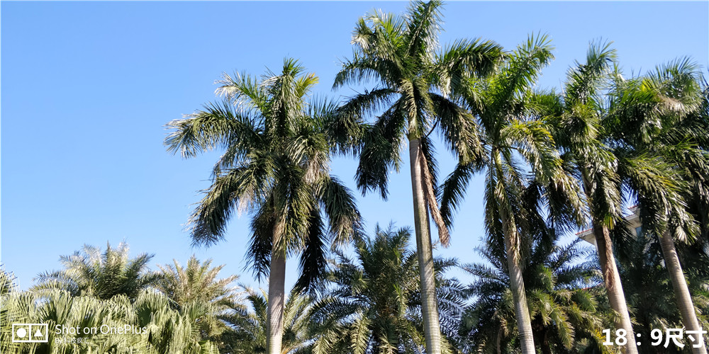 一加5t全面屏新旗舰,一加的前世今生