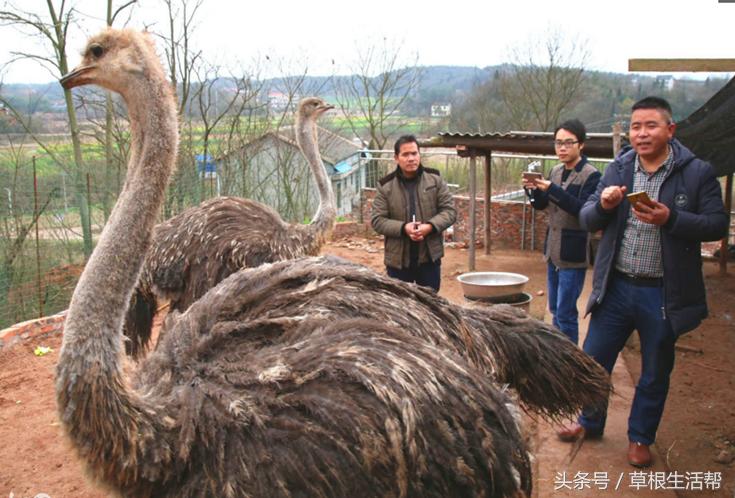 养殖“大笨鸟”，敲开致富门，80后回老家创业成为新一代农场主