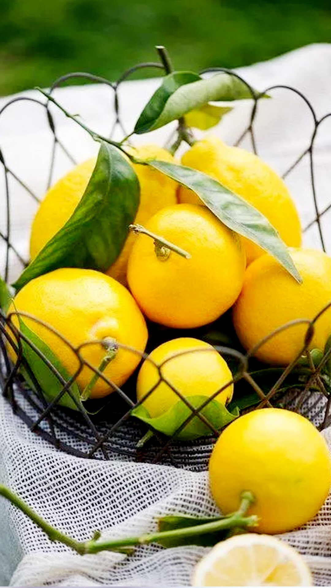 玻璃花的友谊图片,玻璃花花语