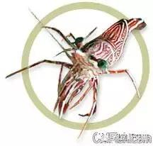 常见海水观赏虾大全,海水观赏虾饲养环境