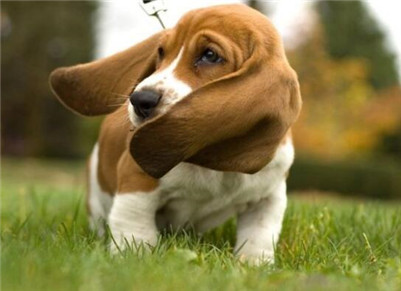 巴吉度犬饲养方法,巴吉度饲养