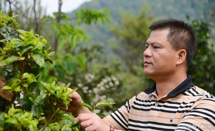 普洱茶七子饼茶有哪些,普洱茶七子饼从何而来