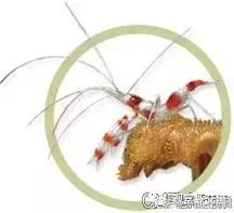 常见海水观赏虾大全,海水观赏虾饲养环境