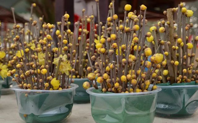 成都腊梅在哪里看,成都赏腊梅有哪些好地方