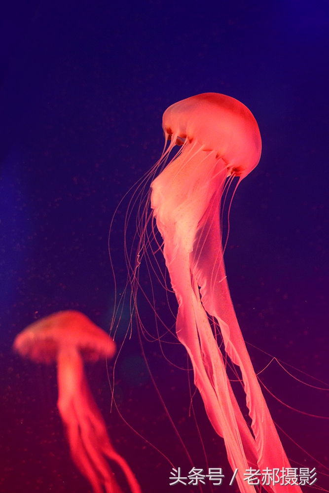 五彩斑斓的蝌蚪长什么样,不同颜色的蝌蚪