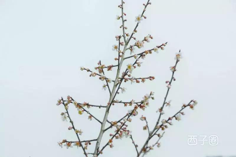 2024年梁化梅园看梅花时间,梁化梅花今年开了吗