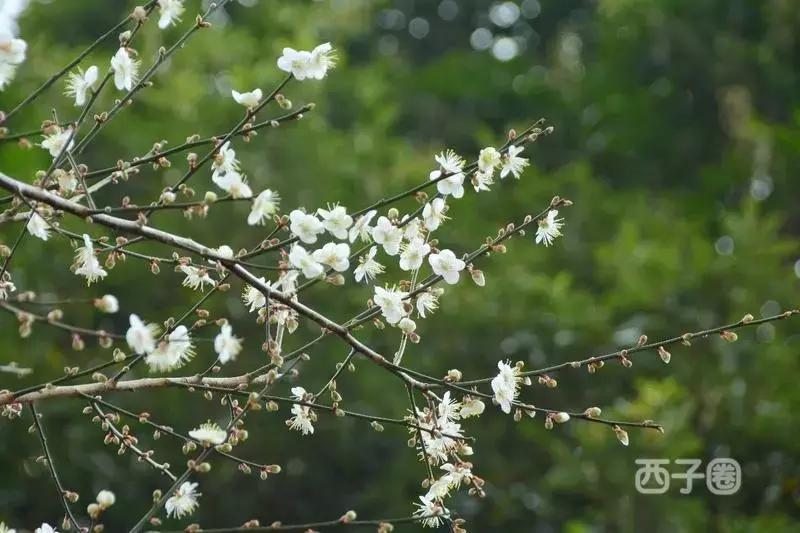 2024年梁化梅园看梅花时间,梁化梅花今年开了吗