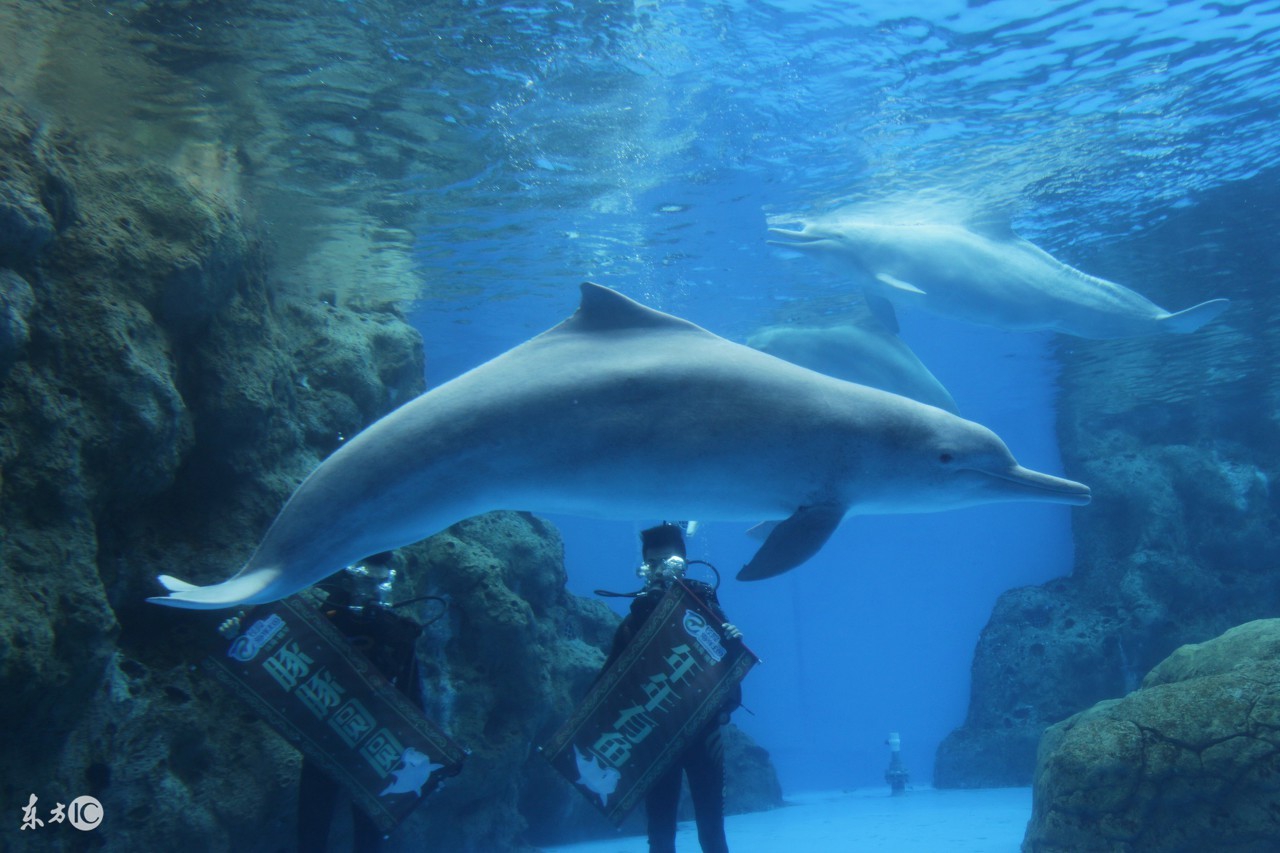 泉州去珠海长隆海洋王国的攻略,珠海长隆海洋王国游玩攻略情侣