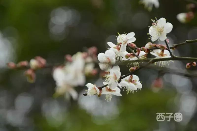 2024年梁化梅园看梅花时间,梁化梅花今年开了吗