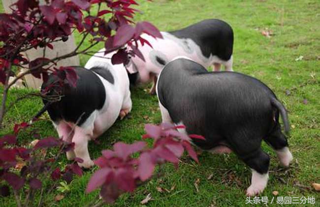 亥猪在十二生肖各个年份运气,十二生肖中谁的猪命最好