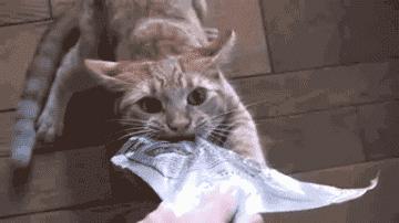 收下这份美食攻略,吃货的过年必备