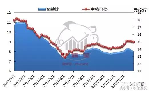 今日猪市深度解析,2023年下半年猪市行情分析