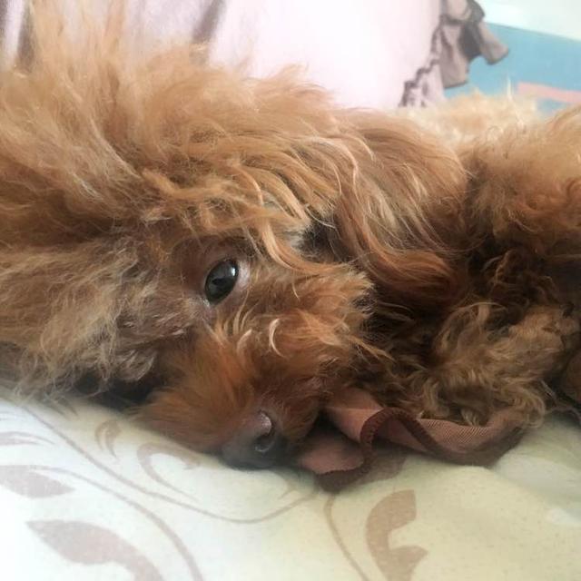 泰迪外出回来咬自己脚毛,一回家泰迪激动的咬手