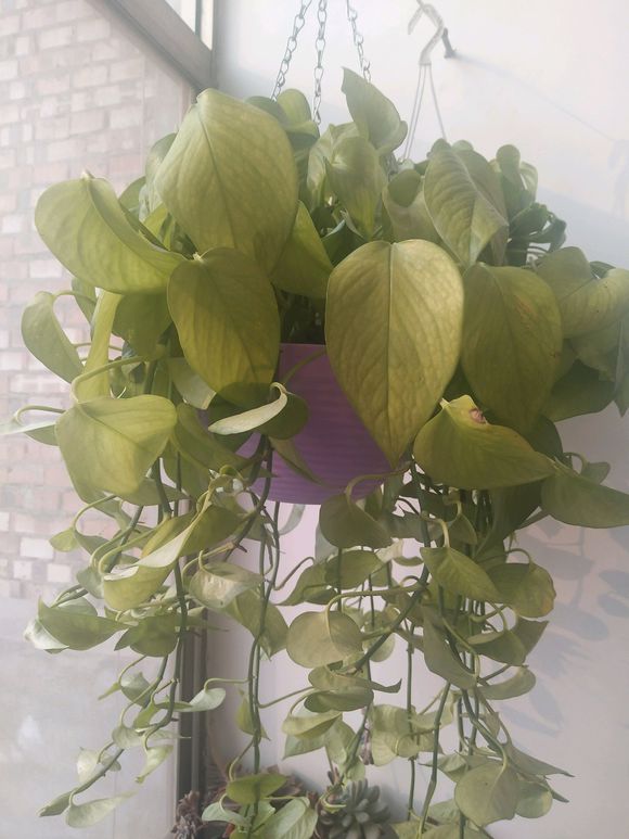 绿萝冬季叶子黄怎么补救,绿萝叶子冬天发黄是什么原因呢