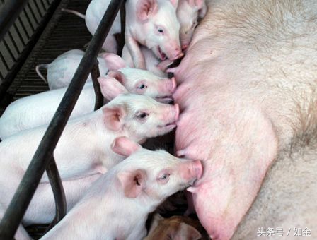 一位猪友多年的配种技术总结，值得收藏！