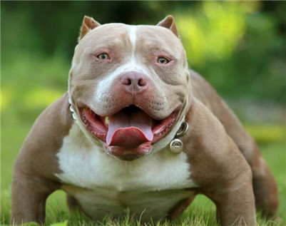 恶霸犬要怎么合理的饲养,美国恶霸犬怎么办狗证