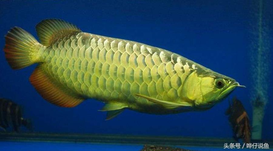 一个娇妻，一双儿女，一缸名贵龙鱼，这才是80后男人应该过的生活