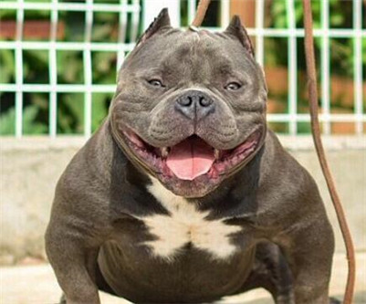 恶霸犬要怎么合理的饲养,美国恶霸犬怎么办狗证