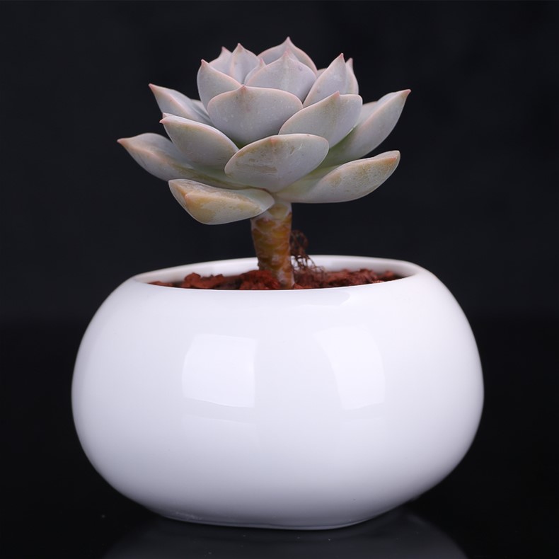 刚入手的多肉植物种植,刚入坑的多肉怎么养