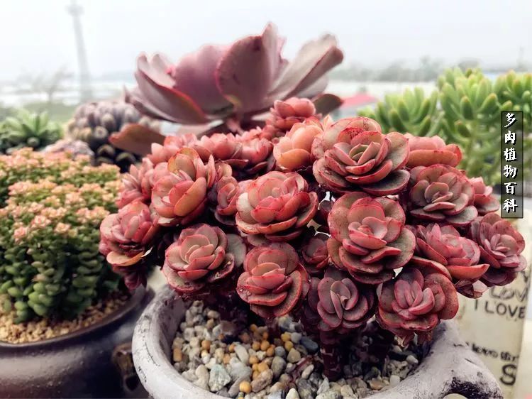 阳光的多肉花园,漂亮的多肉露台花园