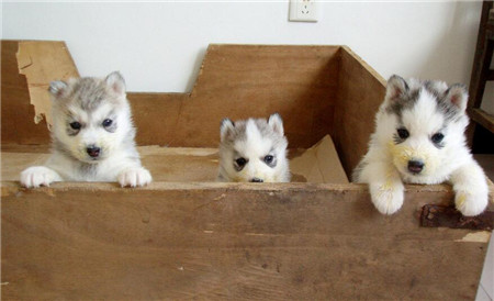 哈士奇应该如何正确的训练 (哈士奇训练方法和注意事项)