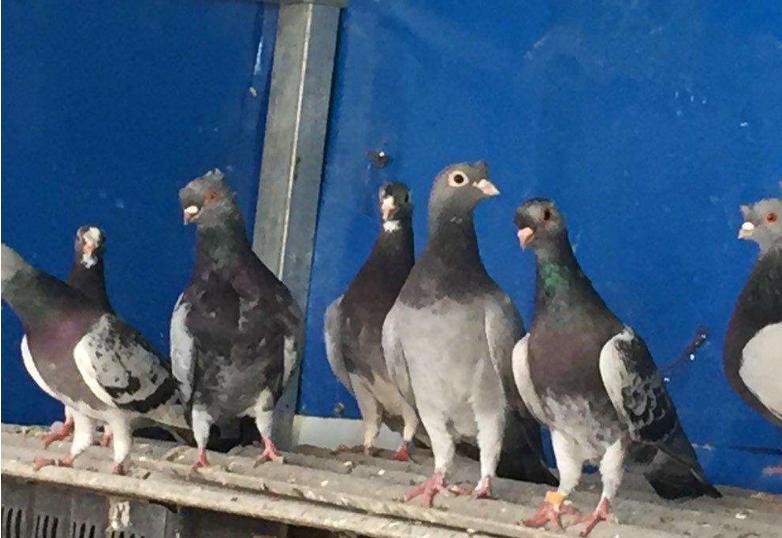 新手养观赏鸽哪个品种比较好,观赏鸽养哪个品种最好