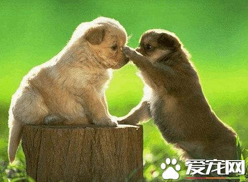 狗狗呕吐怎么办狗狗呕吐腹泻治疗方法