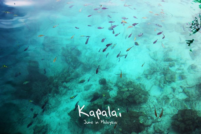 【一只熊的冒险】薄荷色夏日梦，马来西亚沙巴亚庇仙本那历险记——敦沙卡兰海洋公园（完）