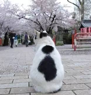 日本人有多恨猫（Excuseme？）