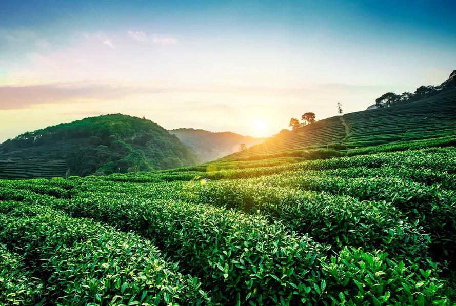 龙井茶地方课程,龙井茶课堂实录