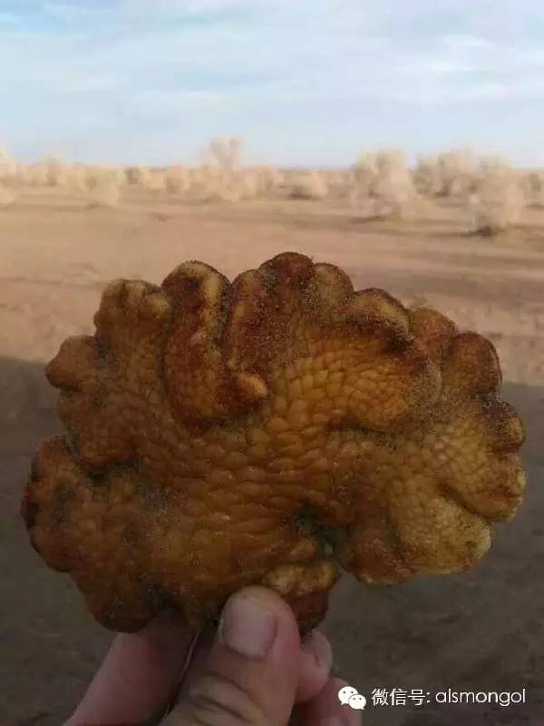 蒙古阿拉善肉苁蓉,阿拉善苁蓉生长在哪儿