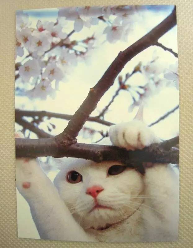 日本人有多恨猫（Excuseme？）