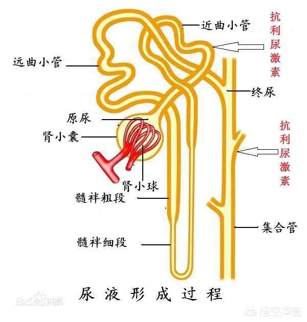 为什么喝啤酒尿多喝水尿少,为啥喝啤酒特别容易尿
