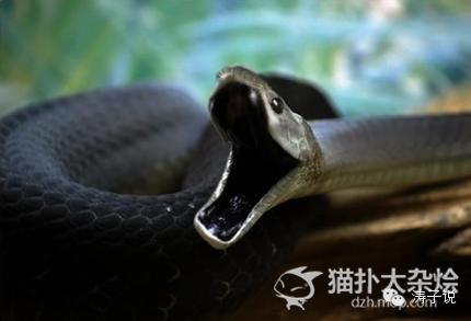 科比和库里谁的历史地位高,库里科比故事