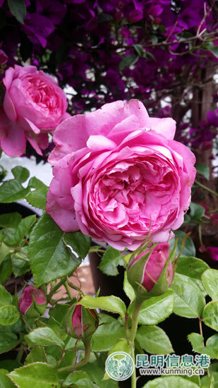 昆明五一免费公园,昆明八天旅游攻略路线推荐